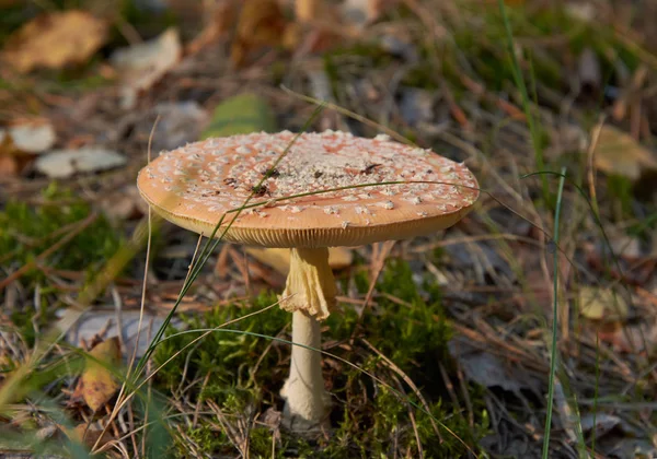 Fungo Amanita Mosca Velenosa Nella Foresta — Foto Stock