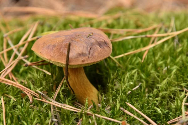 Champiñón Imleria Badia Comúnmente Conocido Como Bolete Bahía Con Tapa —  Fotos de Stock