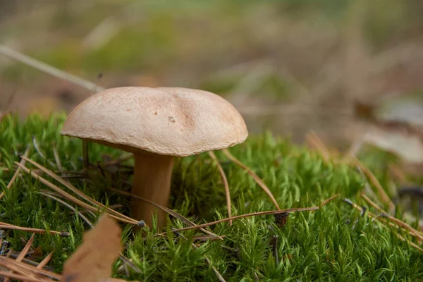 Suillus Bovinus También Conocido Como Hongo Vaca Jersey Bolete Bovino —  Fotos de Stock