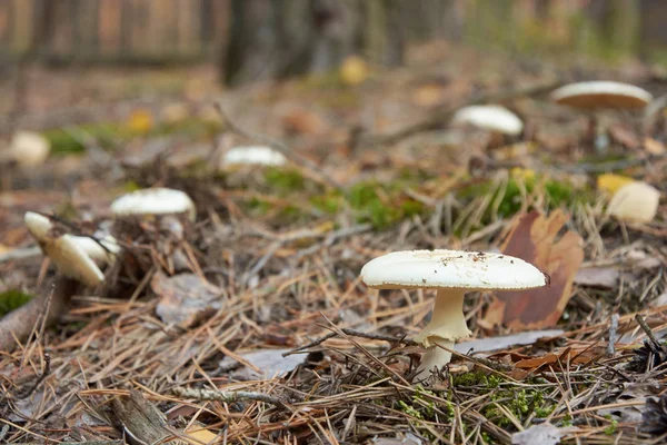 Hamis Galócáról Vagy Citron Amanita Amanita Citrina Korábban Ismert Amanita — Stock Fotó