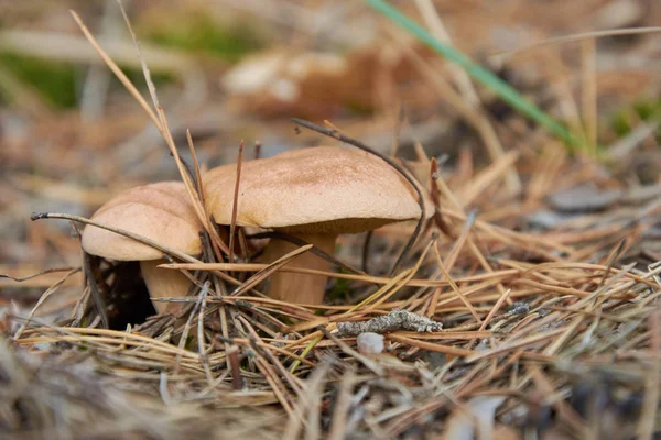 Dos Suillus Bovinus También Conocido Como Hongo Vaca Jersey Bolete —  Fotos de Stock