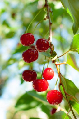Sulu kırmızı kiraz şube asılı.