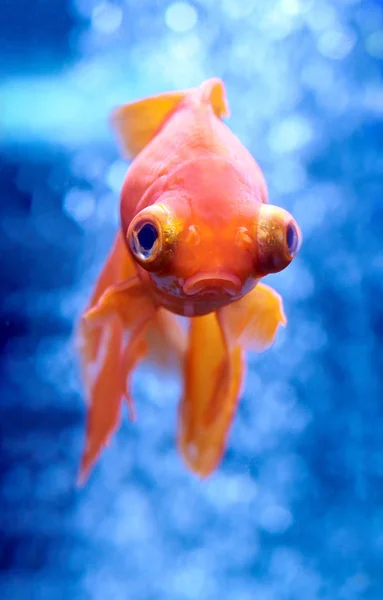 Goldfish in blue water and air bubbles behind — Stock Photo, Image