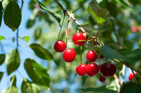 Succose ciliegie rosse appese al ramo . — Foto Stock