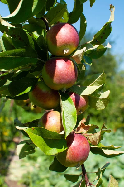 Maduración de manzanas en una rama —  Fotos de Stock