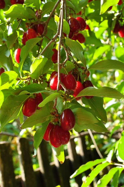 Rama de cornalina por encima de cerca — Foto de Stock