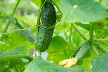 Taze sulu salatalık büyüyen