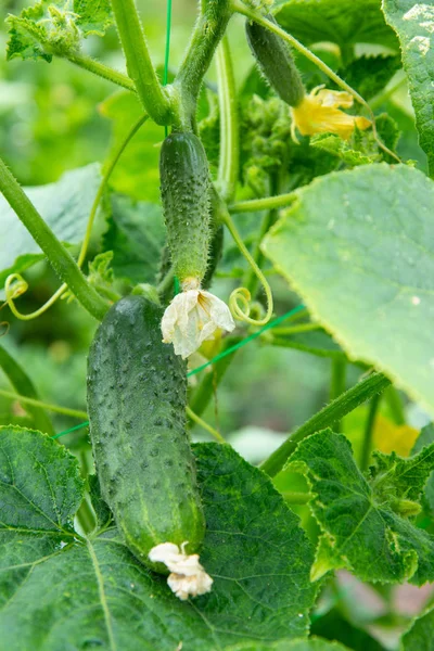 Verse sappige komkommers groeien — Stockfoto