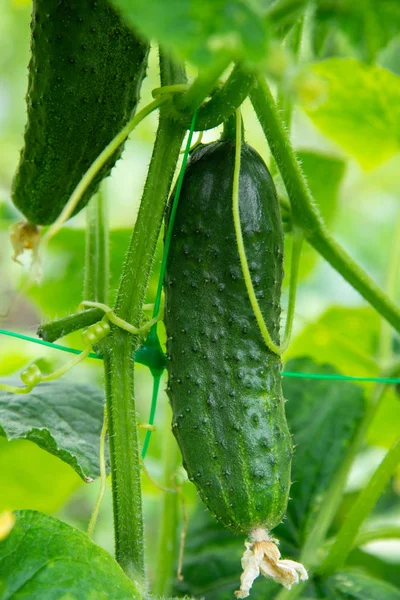 Fresh juicy cucumbers growing — Stock Photo, Image