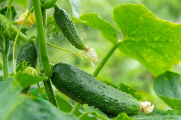 Verse sappige komkommers groeien — Stockfoto