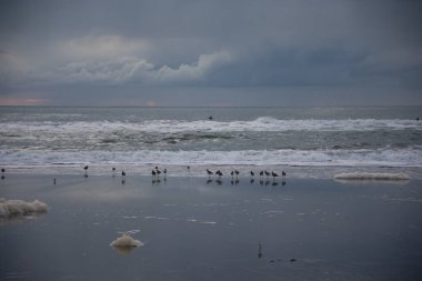 Akşam San Francisco Körfezi sığ suda Kuşlar
