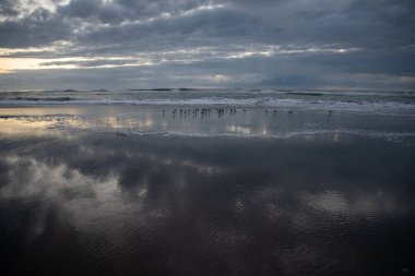 Akşam San Francisco Körfezi sığ suda Kuşlar