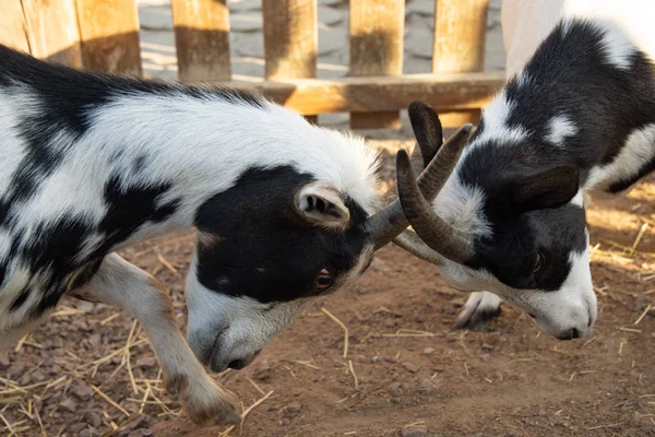 Deux jeunes chèvres patchy butting — Photo