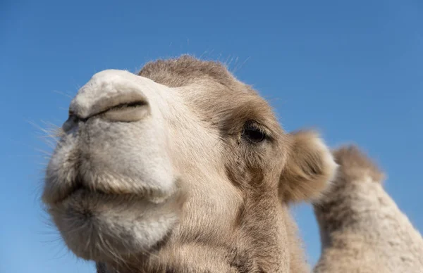 Bactrian camel close-up portrait with one of humps visible — Stock Photo, Image