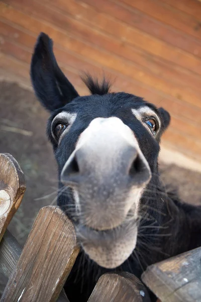 Funny muzzle of dark donkey appealingly looking on you — Stock Photo, Image