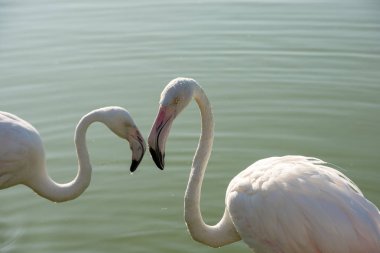 Roman flamingo çifti