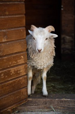 Genç beyaz erkek kuzu koyun fold bir kapı ia staning olduğunu