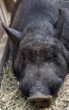Saman üzerinde yatan büyük siyah domuz başkanı