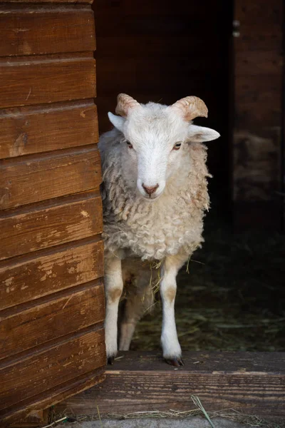 Jeune agneau blanc mâle est staning ia une porte de bergerie — Photo