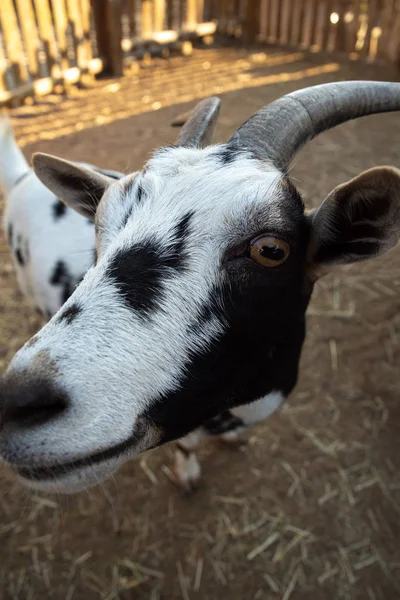 Young patchy goats close to camera — Stock Photo, Image