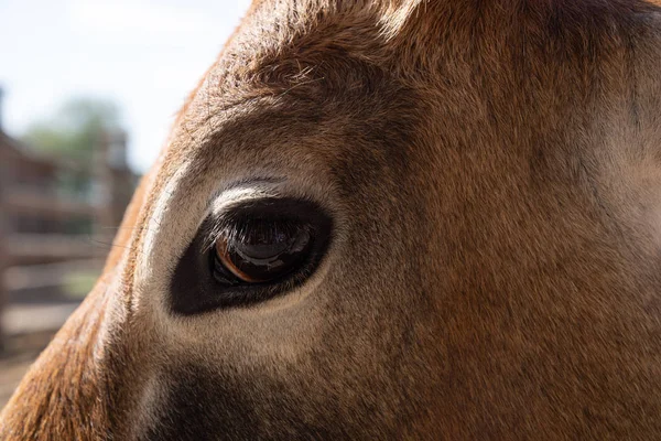 Close up photo of zebu eye — Stock Photo, Image