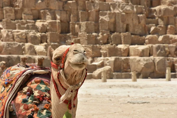 The Bactrian camel near foot of Great Khufu pyramid — Stock Photo, Image