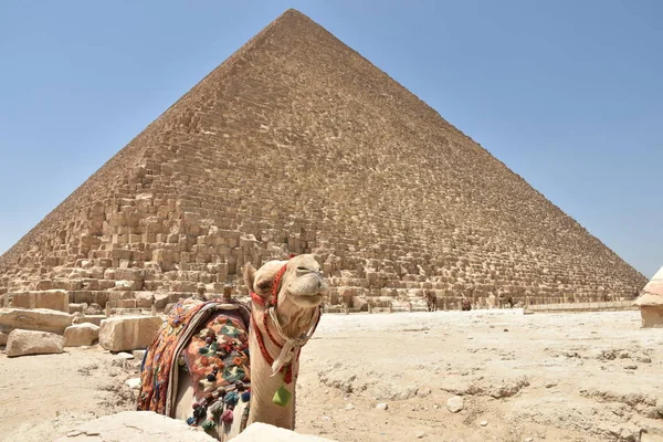 El camello bactriano cerca de los pies de la gran pirámide de Khufu —  Fotos de Stock