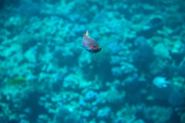 Thalassoma purpureum o surge wrasse en agua azul del Mar Rojo — Foto de Stock