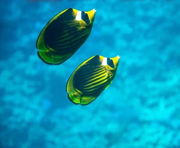 Two raccoon butterfly fishes — Stock Photo, Image