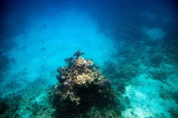 Vida subaquática. Recife de coral em vermelho perto da costa do Egito. Bandos de t — Fotografia de Stock