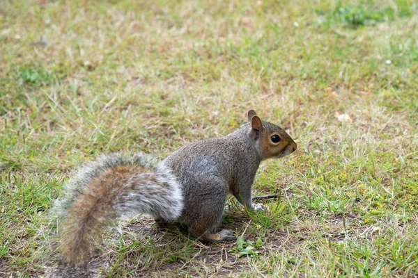 Eastern gray squirrel on green grass — Stock Photo, Image