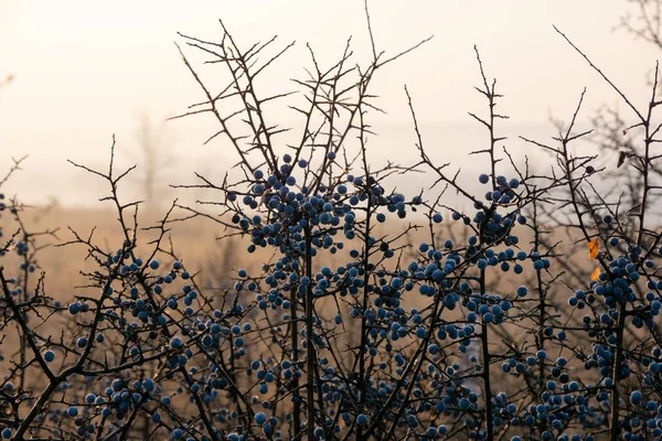 Twigs  of blackthorn bush with many berries — Stock Photo, Image