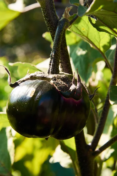 Ripe Violet Eggplants Unusual Shape — Stock Photo, Image