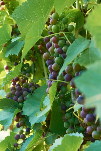 Diferentes Estágios Maturação Uva Vinho Aglomerados Vinha — Fotografia de Stock