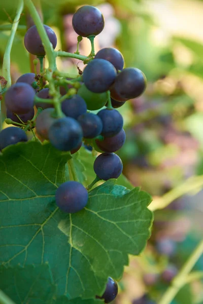 Different Stages Ripening Wine Grape Clusters Vine — Stock Photo, Image