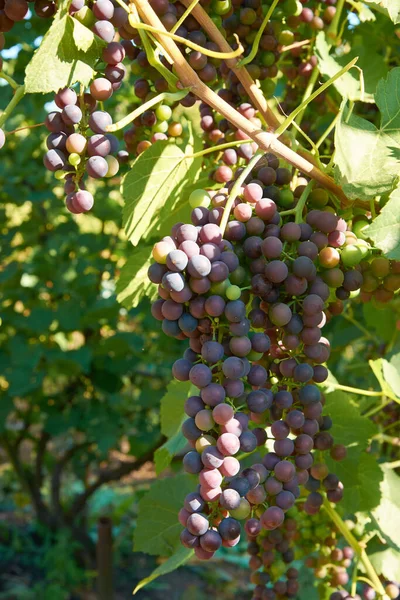 Différentes Étapes Maturation Raisin Cuve Clusters Sur Vigne — Photo