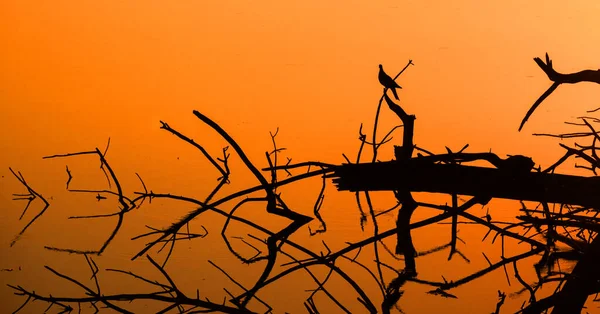 一只鸽子坐在伸出水面的干树枝上的轮廓 海水呈橙色 呈橙色 — 图库照片