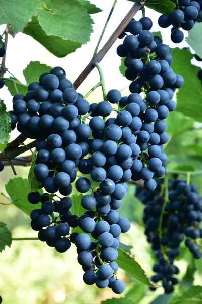 Grappes Forme Ronde Mûre Vin Bleu Profond Sorte Raisin Sur — Photo