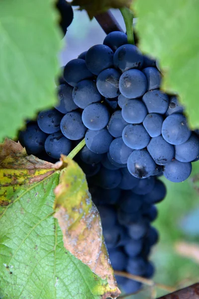 Grappes Forme Ronde Mûre Vin Bleu Profond Sorte Raisin Sur — Photo