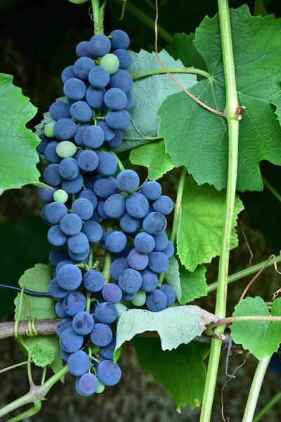 Grappes Forme Ronde Mûre Vin Bleu Profond Sorte Raisin Sur — Photo