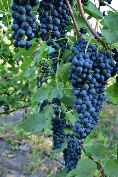 Grappes Forme Ronde Mûre Vin Bleu Profond Sorte Raisin Sur — Photo