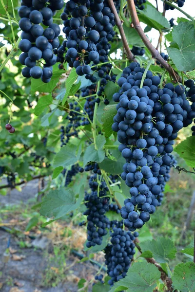 Clusters Ripe Shape Deep Blue Wine Sort Grape Vine — Stock Photo, Image