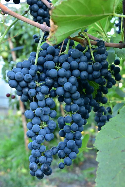 Olgun Yuvarlak Koyu Mavi Şarap Kümeleri Sarmaşığın Üzümüne Benzer — Stok fotoğraf