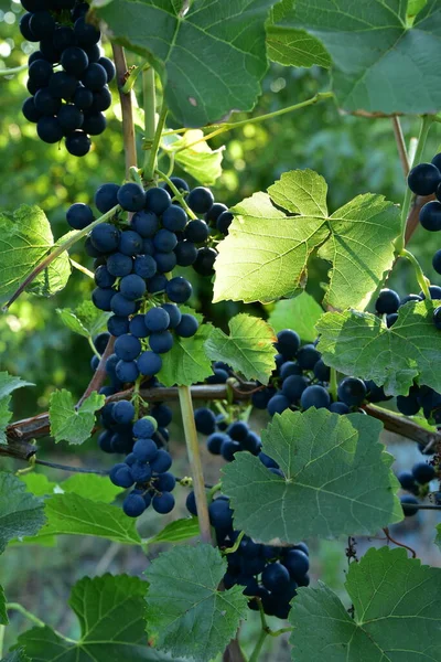 Clusters Uva Azul Madura Vinha Luz Solar Passando Pela Folha — Fotografia de Stock