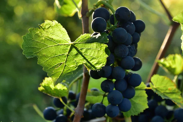 Clusters Ripe Blue Grape Vine Sunlight Going Leaf — Stock Photo, Image