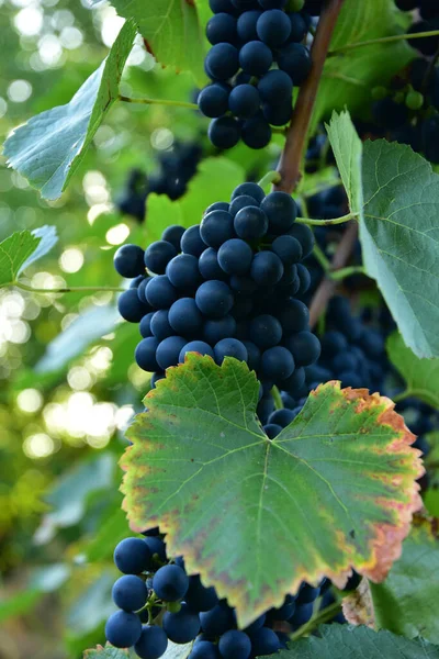 Clusters Ripe Shape Deep Blue Wine Sort Grape Vine — Stock Photo, Image