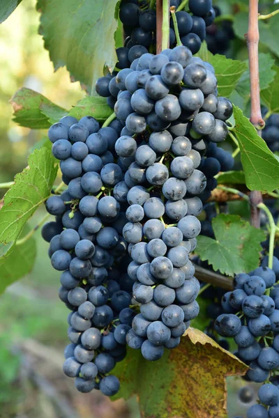 Trauben Von Reifen Runden Formen Tiefblauer Wein Sorte Trauben Der — Stockfoto