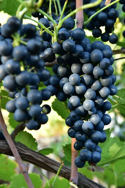 Grappes Forme Ronde Mûre Vin Bleu Profond Sorte Raisin Sur — Photo