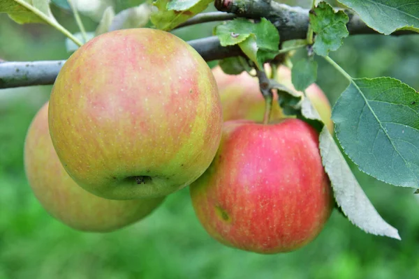 Manzanas Rojas Verdes Creciendo Árbol — Foto de Stock