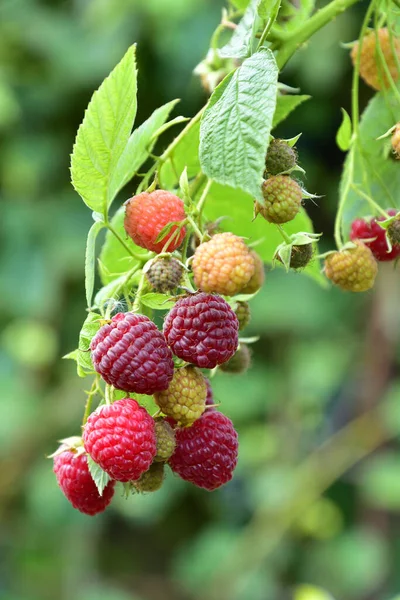 Beaucoup Framboises Mûres Sur Buisson — Photo